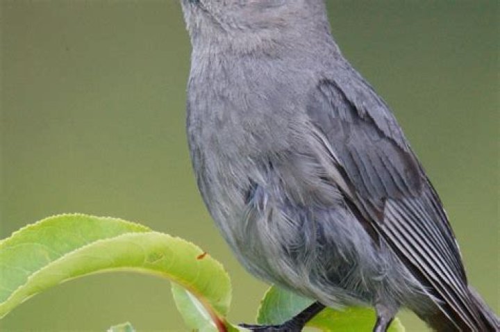 A bird that is sweet and charming: Dulce Alondra